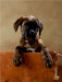 Gonzo - Deutscher Boxer, 11 Wochen - CALVENDO Foto-Puzzle - calvendoverlag 37.99