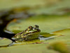 Teichfrosch (Pelophylax esculentus) mit Blattlaus auf der Nase zwischen Seerosenblättern - CALVENDO Foto-Puzzle - calvendoverlag 29.99