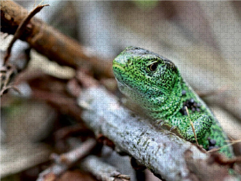 Männliche Zauneidechse (Lacerta agilis) - CALVENDO Foto-Puzzle - calvendoverlag 29.99