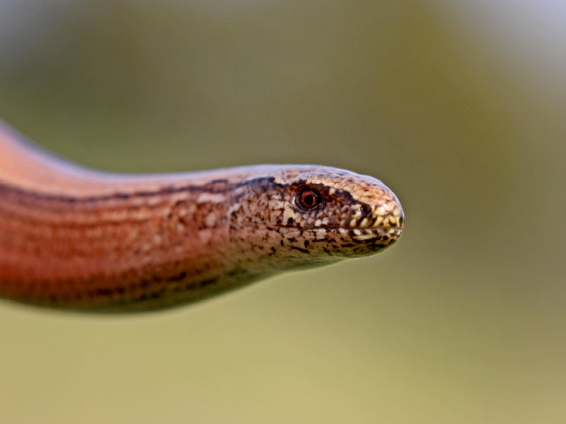 Weibliche Blindschleiche (Anguis fragilis) - CALVENDO Foto-Puzzle - calvendoverlag 29.99