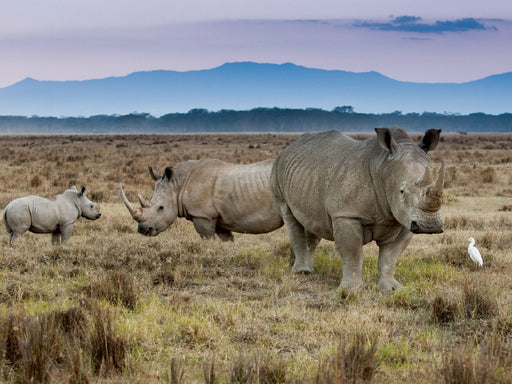 Familie Breitmaulnashorn - CALVENDO Foto-Puzzle - calvendoverlag 79.99