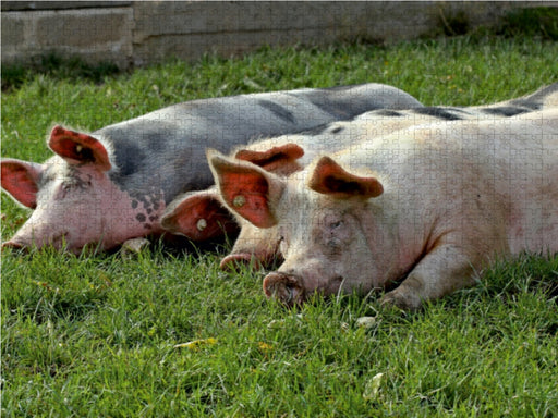 Drei ruhende Weideschweine auf der Wiese - CALVENDO Foto-Puzzle - calvendoverlag 29.99