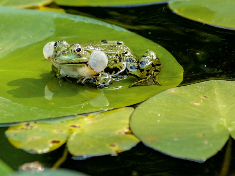 Froschkonzert - CALVENDO Foto-Puzzle - calvendoverlag 29.99