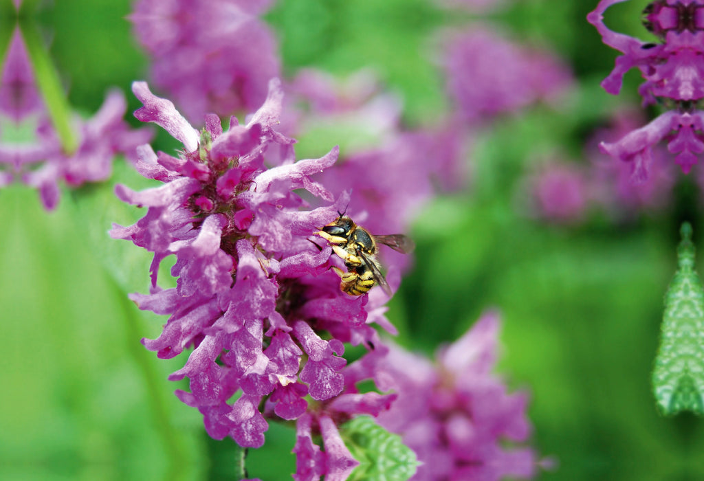 Premium textile canvas Premium textile canvas 75 cm x 50 cm landscape wild bee on flower. wool bee 