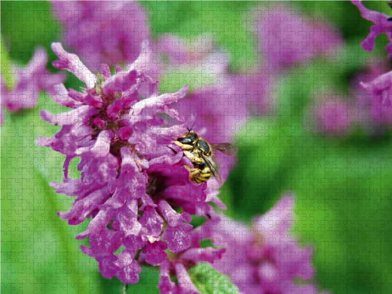 Wildbiene auf Blüte. Wollbiene - CALVENDO Foto-Puzzle - calvendoverlag 29.99