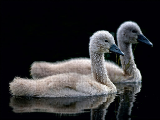 Schwanen Küken - CALVENDO Foto-Puzzle - calvendoverlag 29.99