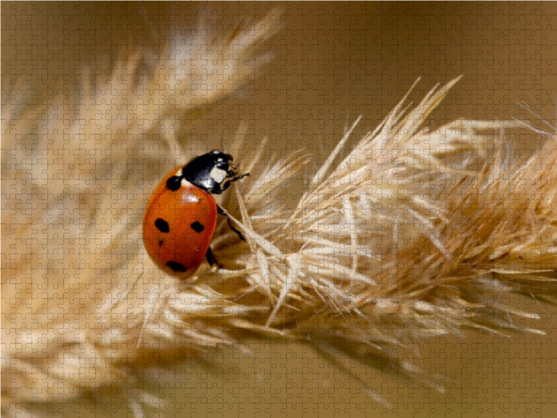 Glückskäfer im Spätsommer - CALVENDO Foto-Puzzle - calvendoverlag 29.99