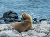 Seelöwe - CALVENDO Foto-Puzzle - calvendoverlag 29.99