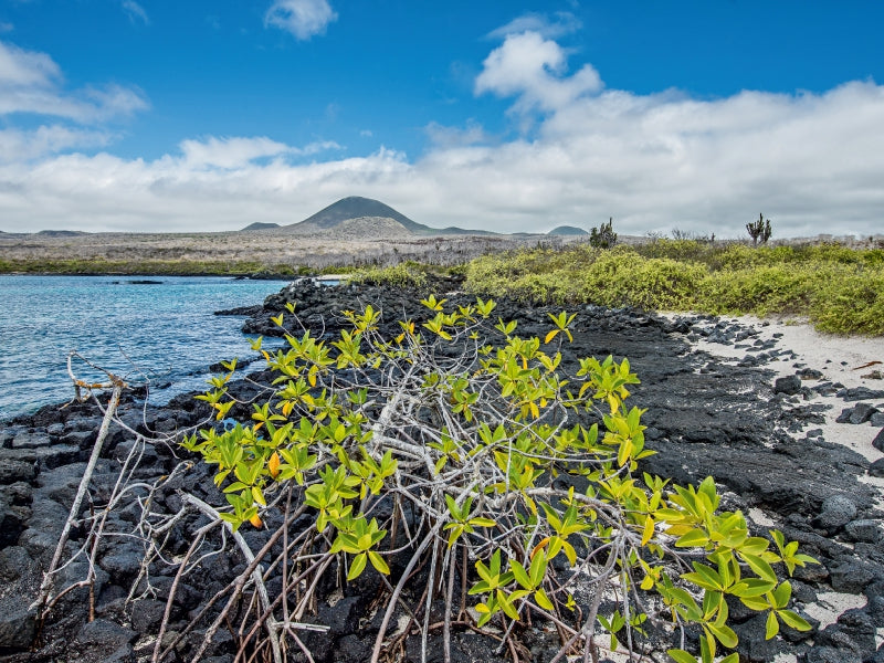 Isla Floreana - Galapagos - CALVENDO Foto-Puzzle - calvendoverlag 29.99