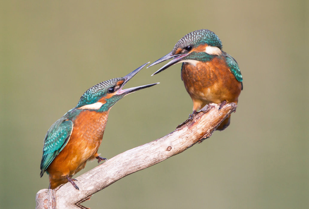 Premium textile canvas Premium textile canvas 120 cm x 80 cm landscape Fighting young kingfishers 