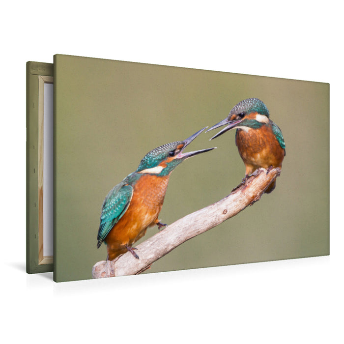 Premium textile canvas Premium textile canvas 120 cm x 80 cm landscape Fighting young kingfishers 