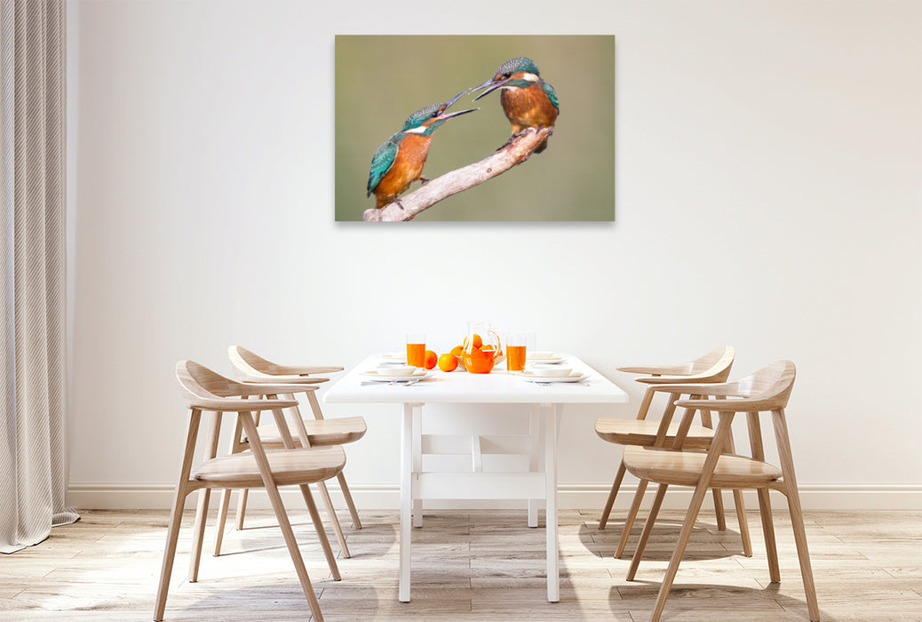 Premium textile canvas Premium textile canvas 120 cm x 80 cm landscape Fighting young kingfishers 
