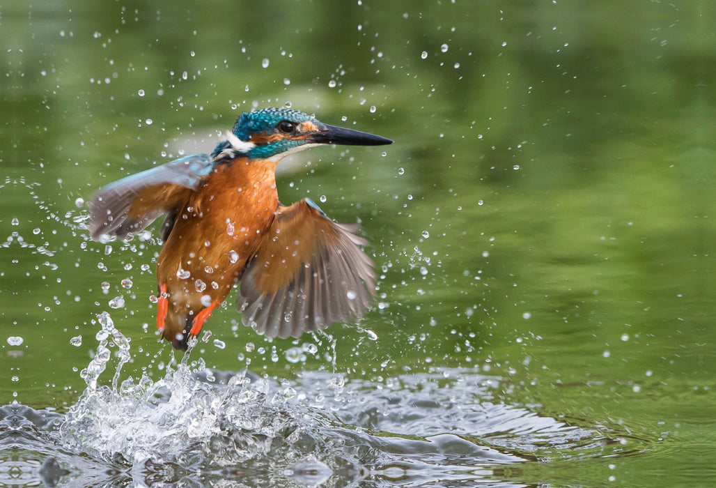 Premium textile canvas Premium textile canvas 90 cm x 60 cm landscape Kingfisher emerging from the water 