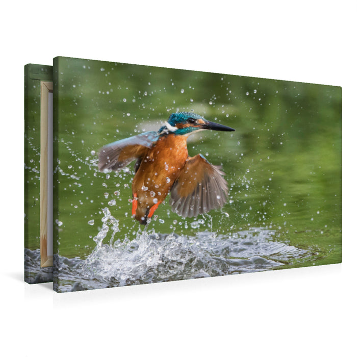 Premium Textil-Leinwand Premium Textil-Leinwand 90 cm x 60 cm quer Aus dem Wasser auftauchender Eisvogel