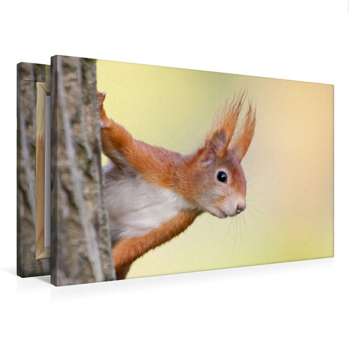 Premium textile canvas Premium textile canvas 75 cm x 50 cm landscape Squirrel 