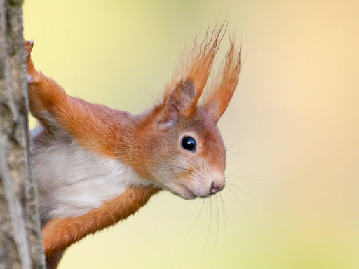 Eichhörnchen - CALVENDO Foto-Puzzle - calvendoverlag 29.99