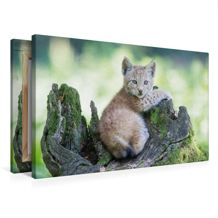 Premium textile canvas Premium textile canvas 75 cm x 50 cm landscape lynx puppy 