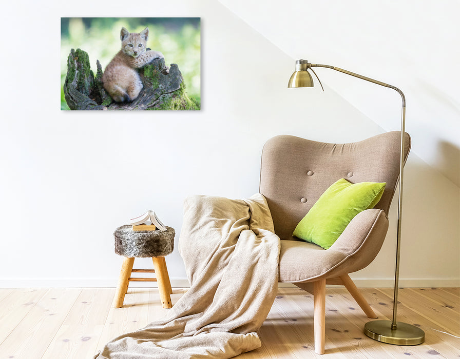 Premium textile canvas Premium textile canvas 75 cm x 50 cm landscape lynx puppy 