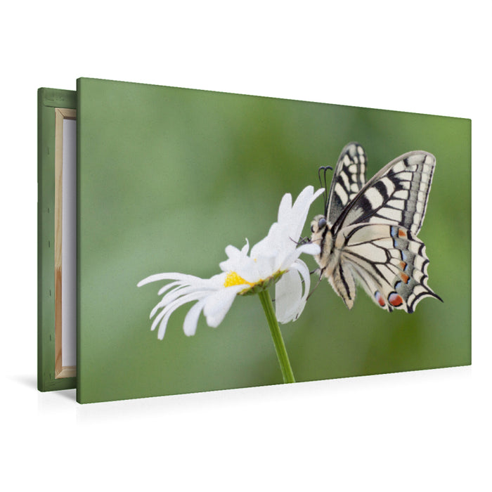 Premium textile canvas Premium textile canvas 120 cm x 80 cm across dovetail on daisy 