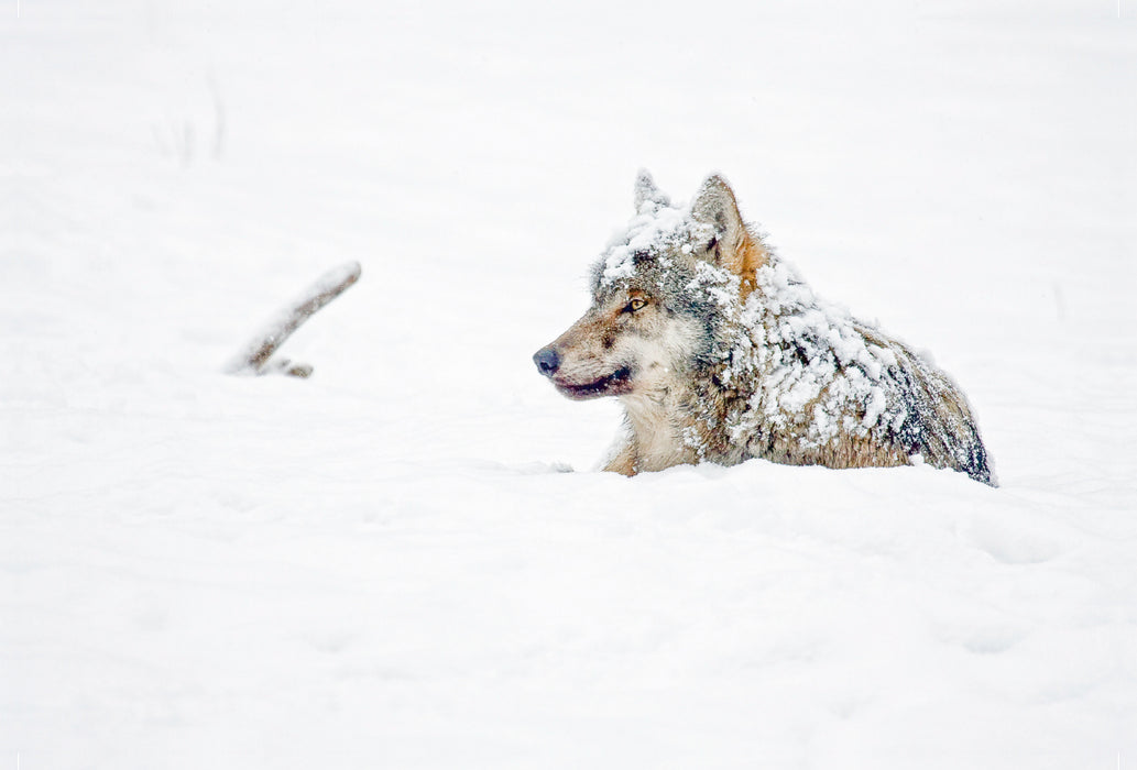 Premium Textil-Leinwand Premium Textil-Leinwand 120 cm x 80 cm quer Schneebedeckter Wolf liegt im Schnee
