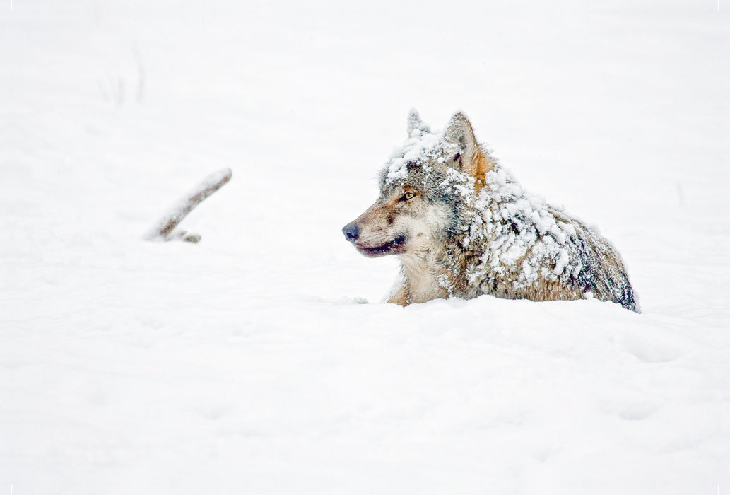 Premium textile canvas Premium textile canvas 120 cm x 80 cm landscape Snow-covered wolf lies in the snow 