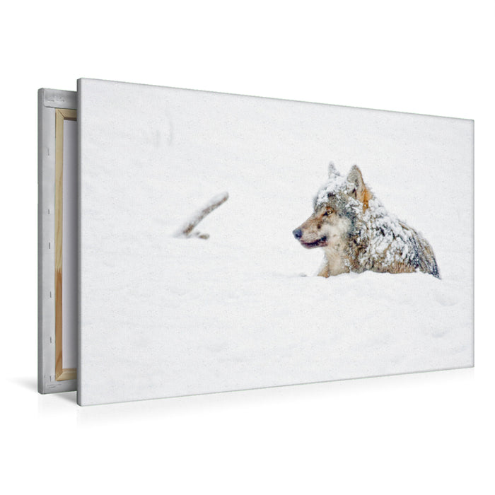 Premium textile canvas Premium textile canvas 120 cm x 80 cm landscape Snow-covered wolf lies in the snow 