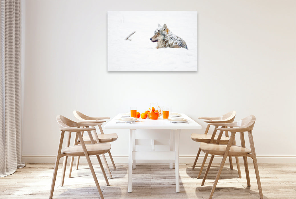 Premium textile canvas Premium textile canvas 120 cm x 80 cm landscape Snow-covered wolf lies in the snow 