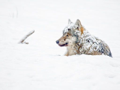 Schneebedeckter Wolf liegt im Schnee - CALVENDO Foto-Puzzle - calvendoverlag 29.99