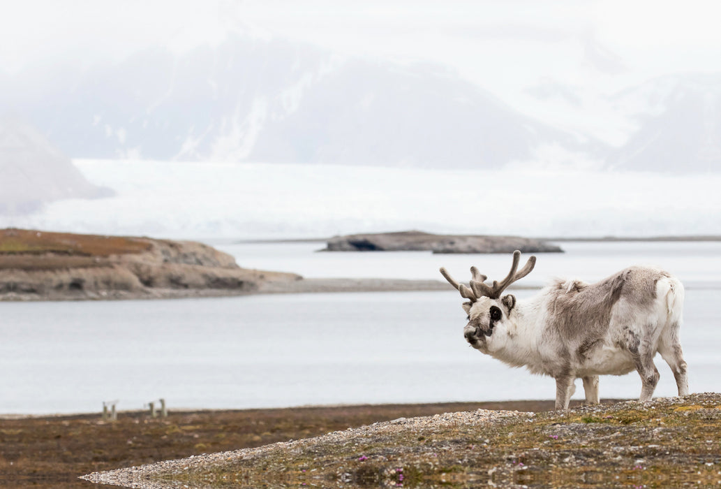 Premium textile canvas Premium textile canvas 120 cm x 80 cm landscape Spitsbergen reindeer 