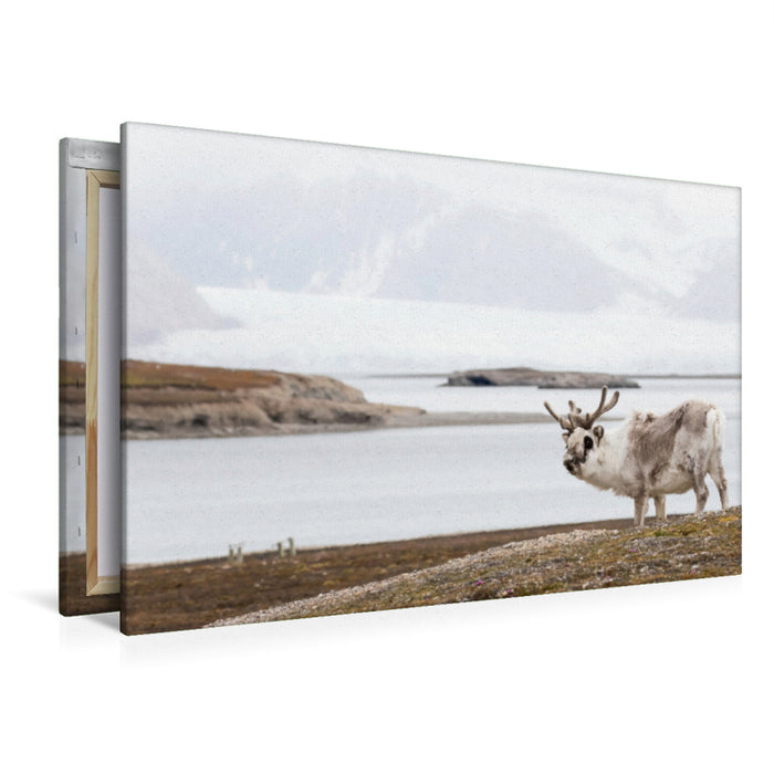 Premium textile canvas Premium textile canvas 120 cm x 80 cm landscape Spitsbergen reindeer 