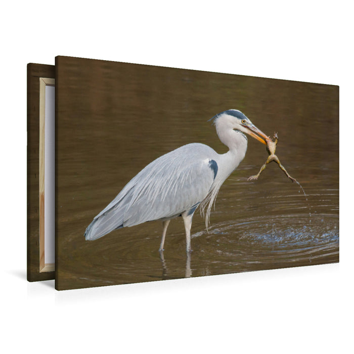 Premium textile canvas Premium textile canvas 120 cm x 80 cm landscape Gray heron with captured frog 