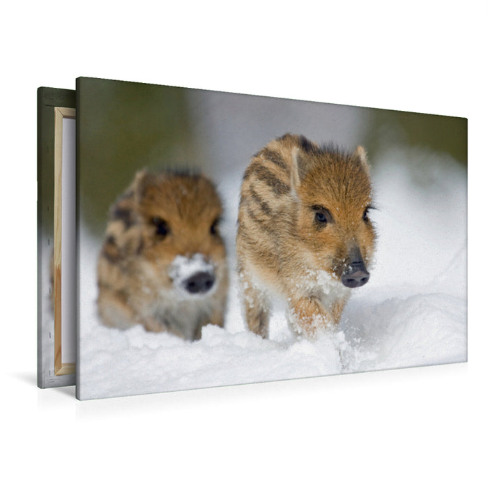 Premium textile canvas Premium textile canvas 120 cm x 80 cm landscape Freshlings in the snow 