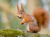 Eichhörnchen mit Haselnuss im Maul - CALVENDO Foto-Puzzle - calvendoverlag 29.99