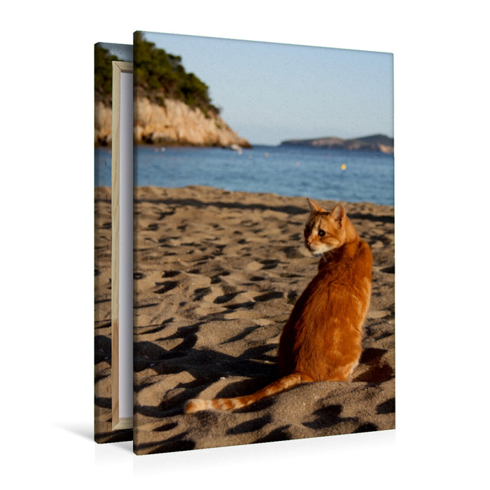 Premium Textil-Leinwand Premium Textil-Leinwand 80 cm x 120 cm  hoch Katze am Strand von Ibiza