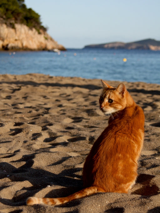 Katze am Strand von Ibiza - CALVENDO Foto-Puzzle - calvendoverlag 29.99