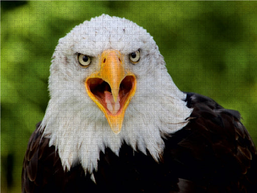 Weißkopfseeadler - CALVENDO Foto-Puzzle - calvendoverlag 32.99