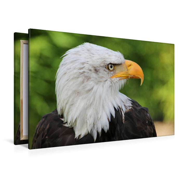 Premium Textil-Leinwand Premium Textil-Leinwand 120 cm x 80 cm quer Weisskopfseeadler