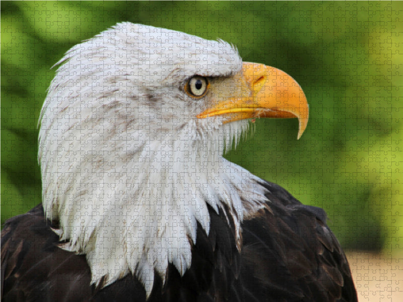 Weisskopfseeadler - CALVENDO Foto-Puzzle - calvendoverlag 29.99