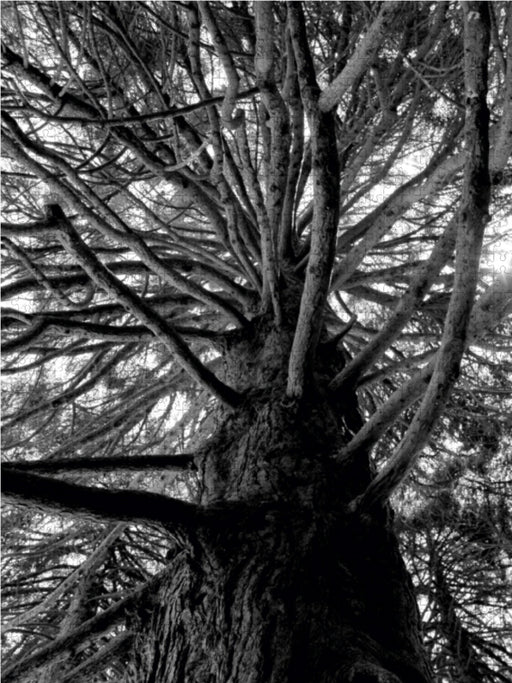 Redwood, San Francisco, Kalifornien, USA - CALVENDO Foto-Puzzle - calvendoverlag 29.99