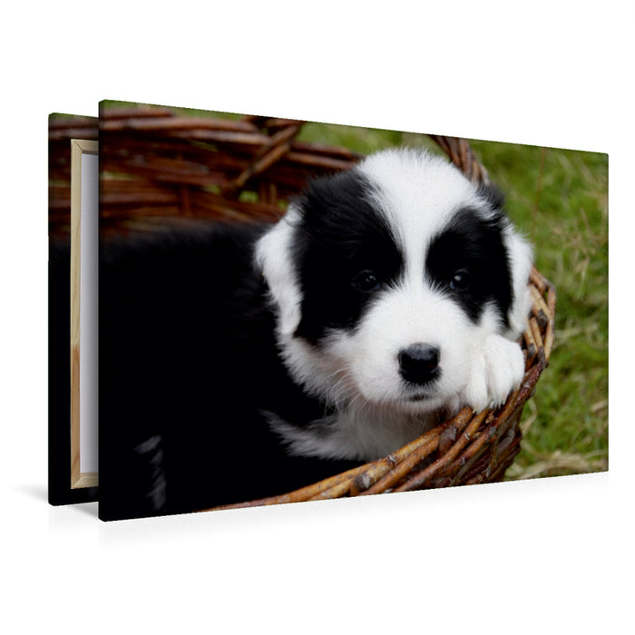 Premium Textil-Leinwand Premium Textil-Leinwand 120 cm x 80 cm quer Border Collie Welpe