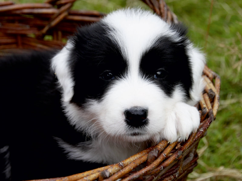 Border Collie Welpe - CALVENDO Foto-Puzzle - calvendoverlag 29.99