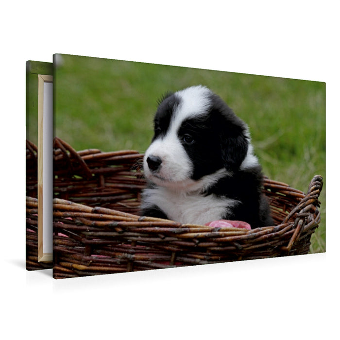 Premium Textil-Leinwand Premium Textil-Leinwand 120 cm x 80 cm quer Border Collie Welpe