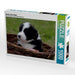 Border Collie Welpe - CALVENDO Foto-Puzzle - calvendoverlag 29.99