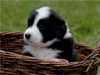 Border Collie Welpe - CALVENDO Foto-Puzzle - calvendoverlag 29.99