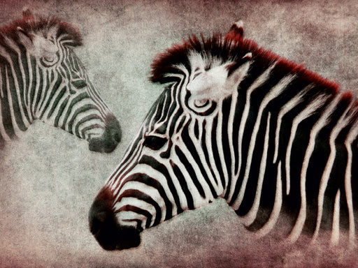 Zebra - CALVENDO Foto-Puzzle - calvendoverlag 29.99