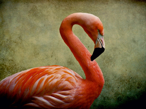 Red Flamingo - CALVENDO Foto-Puzzle - calvendoverlag 29.99