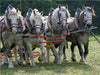 Percheron - CALVENDO Foto-Puzzle - calvendoverlag 29.99