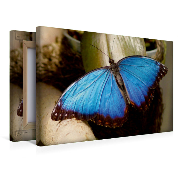 Toile textile premium Toile textile premium 45 cm x 30 cm paysage Papillon morpho bleu 