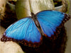 Blauer Morphofalter - CALVENDO Foto-Puzzle - calvendoverlag 29.99