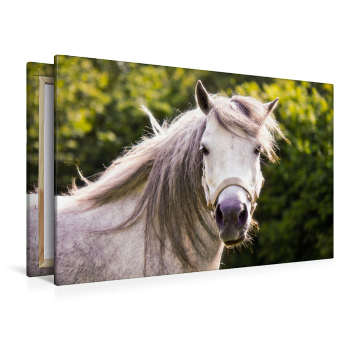 Premium Textil-Leinwand Premium Textil-Leinwand 120 cm x 80 cm quer Welshpony Lulu